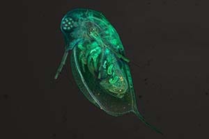 A microscopic view of a green flea on a dark background.