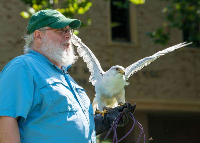 Mark Booth, a bearded man in a blue shirt, green hat and glasses, has a white bird with it's wings spread perched on his arm.
