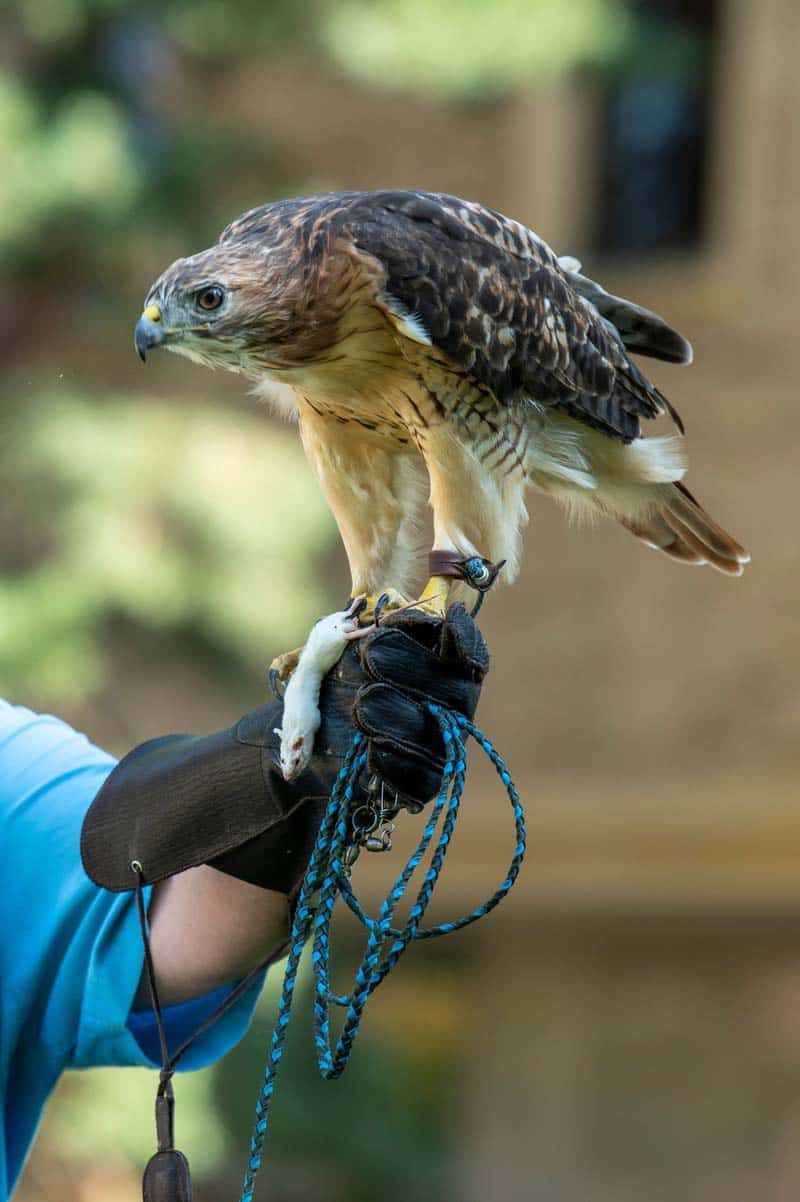A red-tailed hawk perched on a gloved hand, grasping a small white mouse in it's talons.