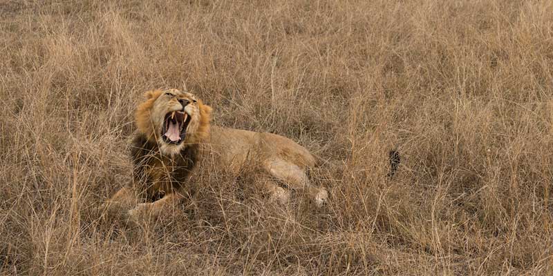 A lion roars during a tour of wildlife in Queen Elizabeth National Park with Kagera Safaris, founded by YALI fellow Miriam Kyasiimire.