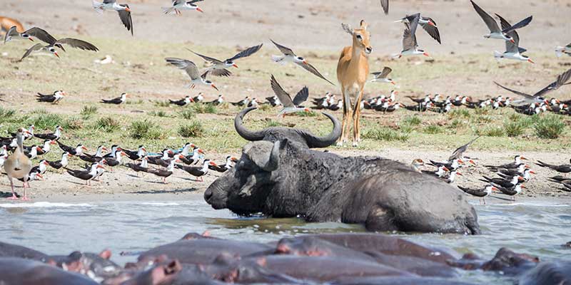 Animals in Queen Elizabeth National Park gather along the Kazinga Channel watering hole.