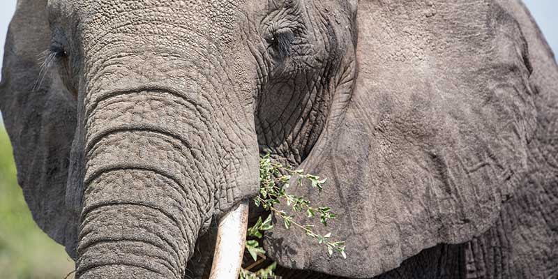An elephant eating leaves.