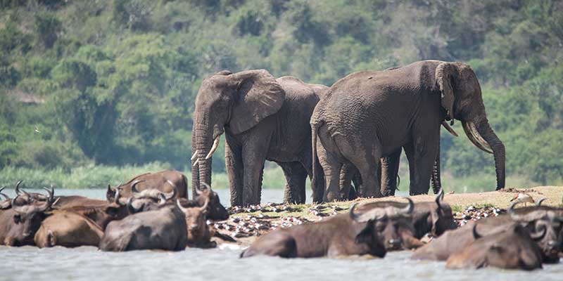 Elephants and Cape buffalos stand near the Kazinga Channel.