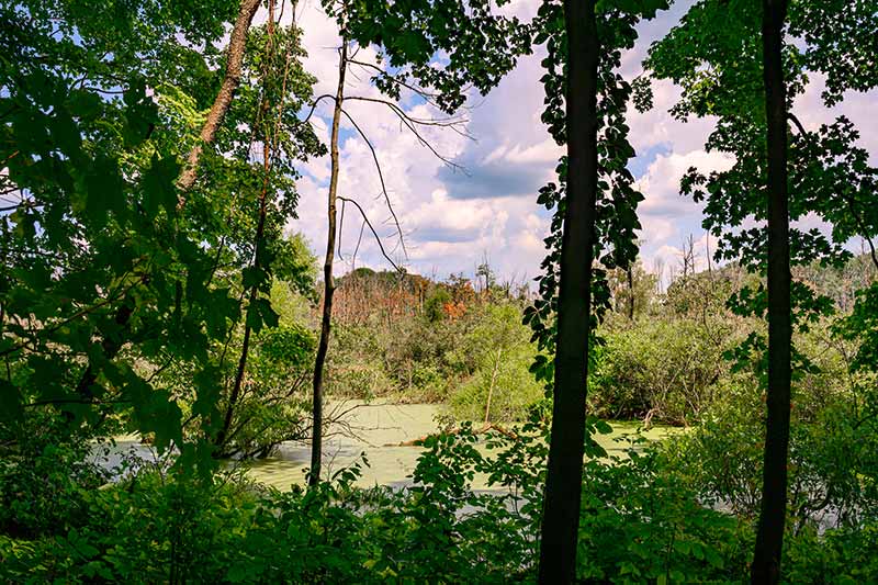 A marshy area along a hiking trail. Tall, full, and bare trees in the foreground.