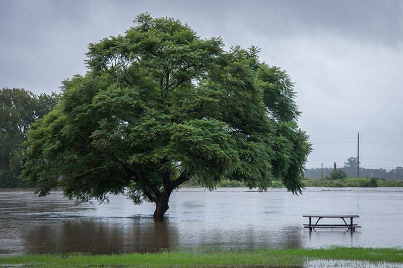 A grassy area is flooded. A tree and bench are partically underwater.