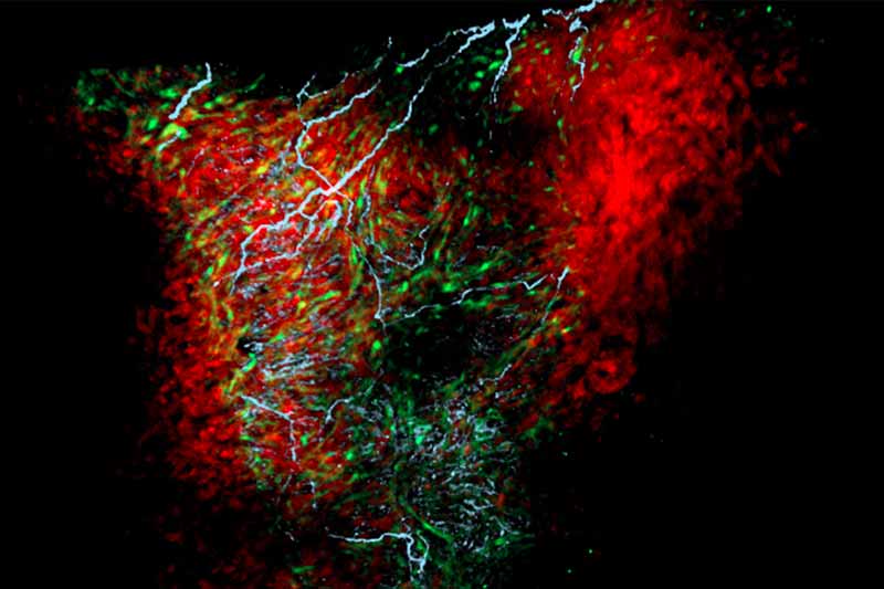 A computer generated image of a cell that shows neurons and astrocyte-like cardiac nexus glia encompassing a zebrafish heart. 
